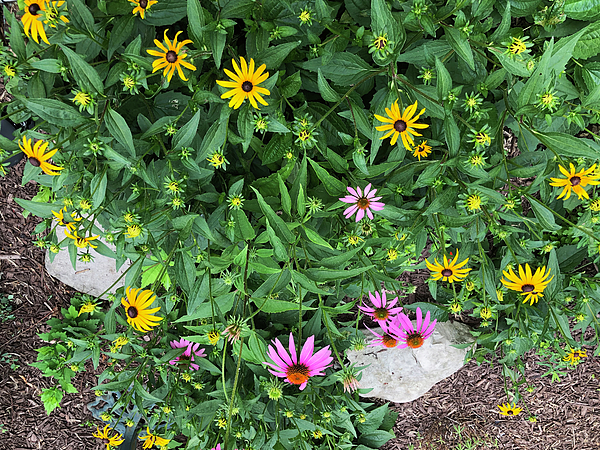 Black Eyed Susans and Coneflowers by Aimee L Maher ALM GALLERY Black Eyed Susans and Coneflowers by Aimee L Maher ALM GALLERY
