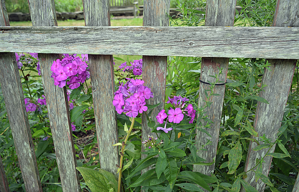Flowers Peeking Through The Fence by Aimee L Maher ALM GALLERY Flowers Peeking Through The Fence by Aimee L Maher ALM GALLERY